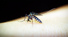 Protocolo de Manejo Clínico para a Dengue é tema de palestra no curso de Medicina da FURB