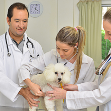 Vestibular de Medicina Veterinária: o que estudar e como passar