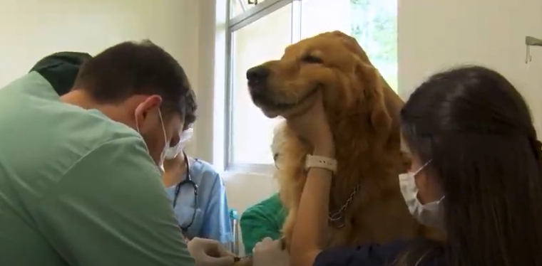 Atendimento veterinário no Hospital Escola da FURB 