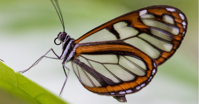 Borboleta
