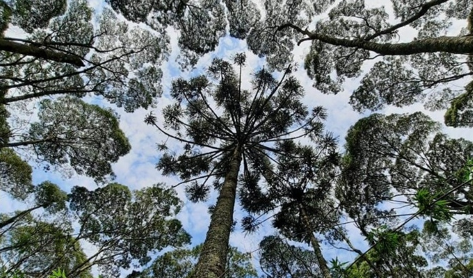 Floresta
