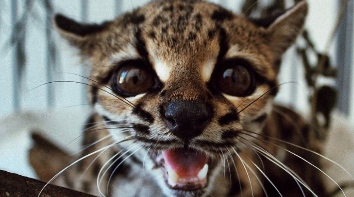 gato do mato