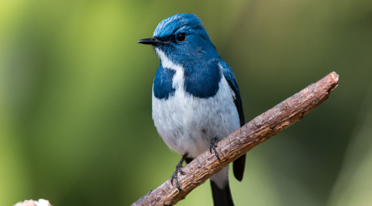 Referência para a região, FURB oferece curso de curta duração de Medicina de Aves Silvestres