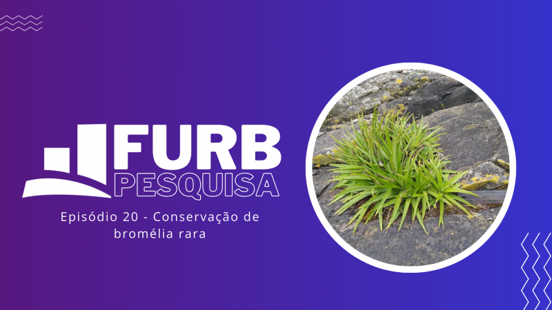 Pesquisa FURB desenvolve maneira de conservar espécie rara de bromélia que existe apenas em Santa Catarina