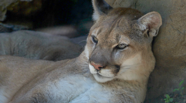 Puma atropelado em rodovia do Norte de SC passará por estudos científicos na FURB