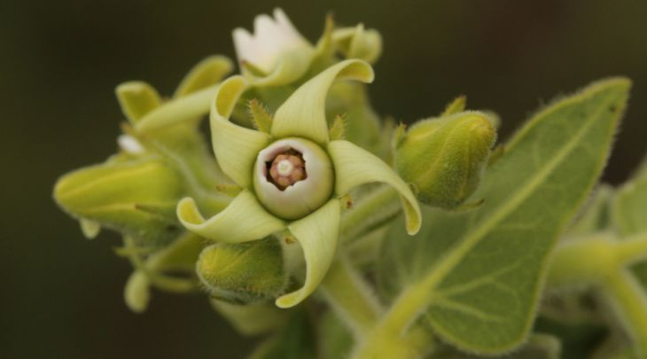 Pesquisadores vinculados ao Herbário FURB participam do 75º Congresso Nacional de Botânica e recebem premiações