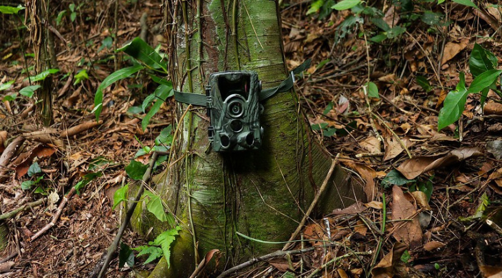 Projeto de monitoramento da fauna silvestre realizado pela Secretaria Municipal de Meio Ambiente em parceria com o SAASBlu FURB divulga primeiras imagens