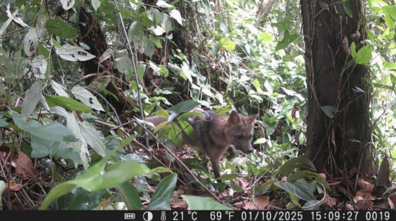 Projeto de monitoramento da fauna silvestre realizado pela Secretaria Municipal de Meio Ambiente em parceria com o SAASBlu FURB divulga primeiras imagens