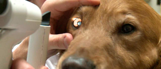 Universidade prepara residência médico veterinária 