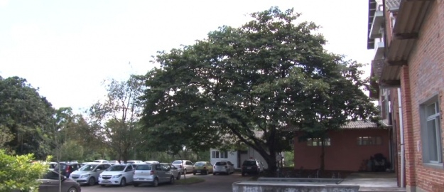 Projeto investiga saúde das árvores na Universidade