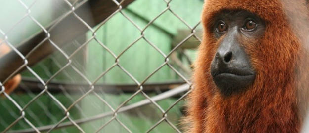 Febre amarela mobiliza Projeto Bugio e Hospital Veterinário 