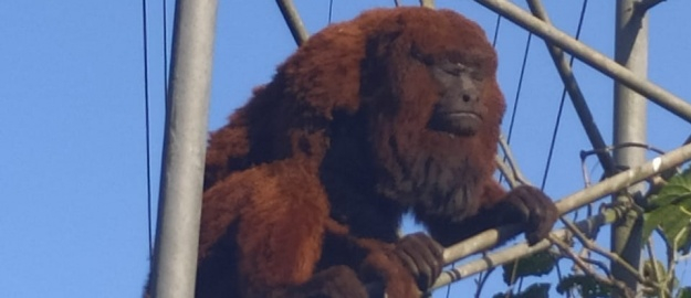 Morte de macacos em fios elétricos pode ser reduzida 