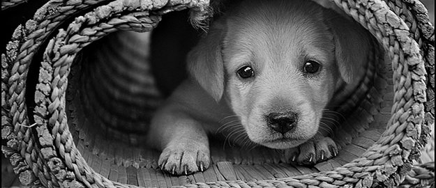 FURB assina convênio com prefeitura de Blumenau para controle populacional de animais