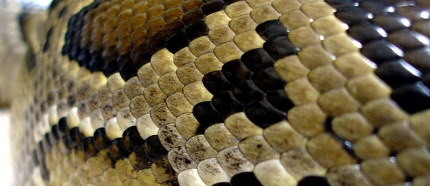 Biodiversidade e venenos animais é tema de palestra gratuita na FURB