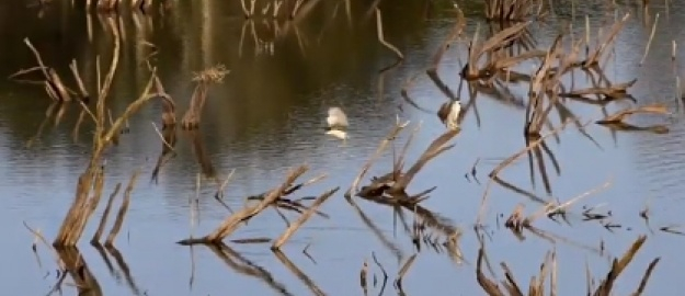 Impacto das mudanças climáticas na biodiversidade