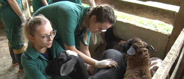 Fazenda Escola em Timbó expande sala de aula da Veterinária
