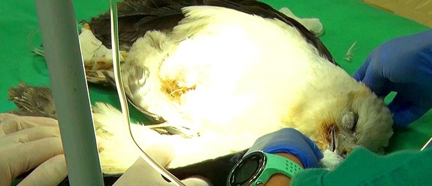 Procedimento veterinário inédito é realizado na Universidade 