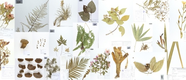 Dados digitais permitem que herbário funcione na pandemia