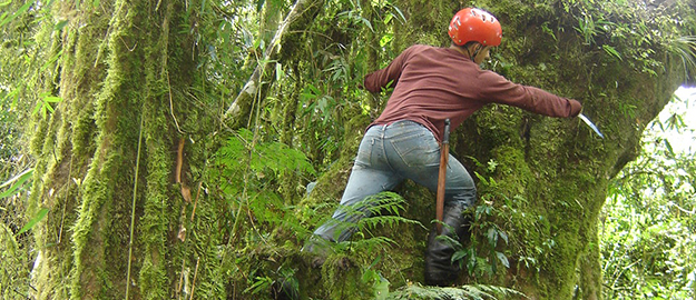 Primeiros volumes de Inventário Florístico-Florestal catarinense já estão disponíveis na Internet