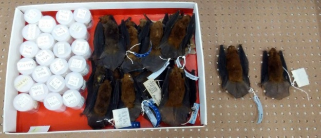 Cientista marca morcegos por genética molecular na FURB