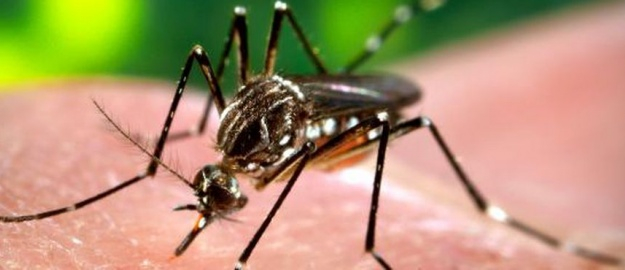 Equipes de saúde farão treinamento sobre dengue