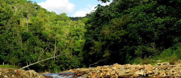 Herbário chega a marca de 60 mil plantas cadastradas