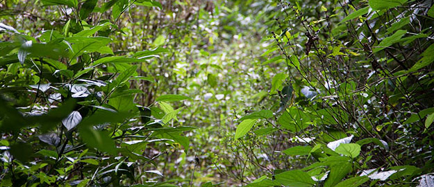 Primeiros volumes do Inventário Florístico-Florestal de SC serão lançados segunda-feira