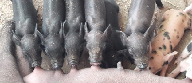 Medicina Veterinária faz escala para atender animais no hospital