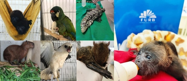 O que fazer se encontrar um animal silvestre? 