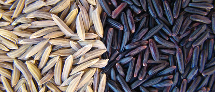 Professor da FURB participa de pesquisa para criação de três novas variedades de arroz