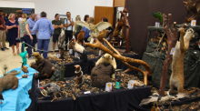 Exposição Científica Fritz Müller na FURB abrirá em horários especiais nesta quarta-feira e sábado em celebração ao Junho Verde