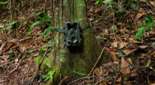 Projeto de monitoramento da fauna silvestre realizado pela Secretaria Municipal de Meio Ambiente em parceria com o SAASBlu FURB divulga primeiras imagens